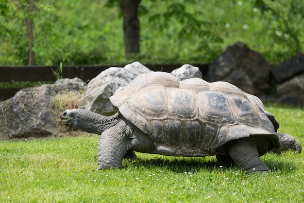 Portrait of wild Galapagos tortoise and green grass