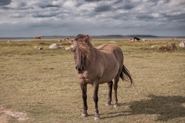 Portrait of wild horse in national park