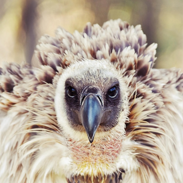 portrait with a large brown Cape vulture