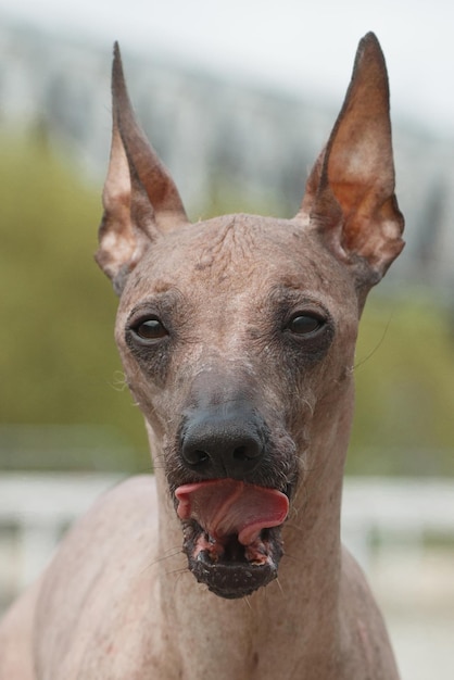 Portrait with tongue dog breed Peruvian Hairless Dog Peruvian Inca Orchid Hairless Inca Dog Viringo Calato Mexican Hairless Dog