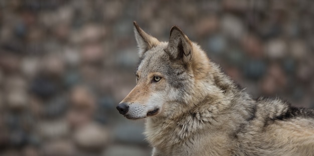 Portrait of a wolf close up