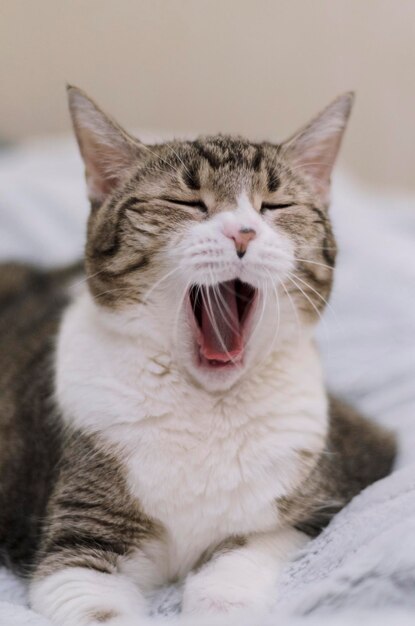 Photo portrait of a yawning cat in close-up a pet without teeth boredom drowsiness high quality photo