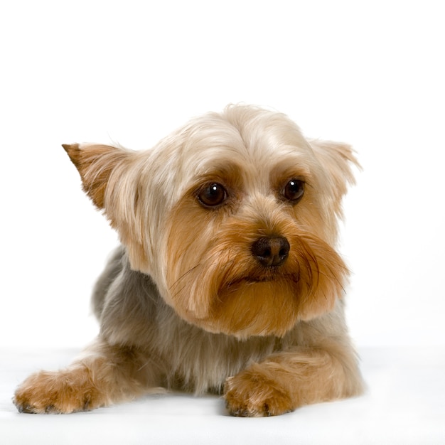 Portrait of yorkshire Sitting in front of white wall