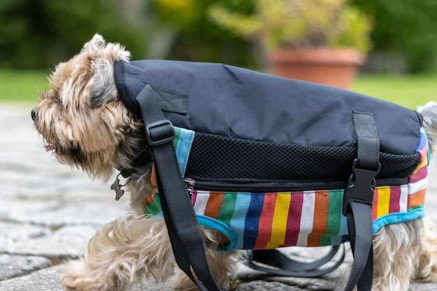 Portrait of a Yorkshire terrier walking with a dog carrier backpack on