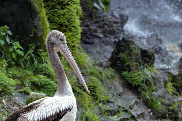 Portrait of young Australian pelican