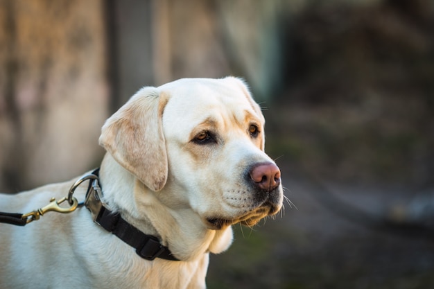 Portrait of young beige dog breed labrador