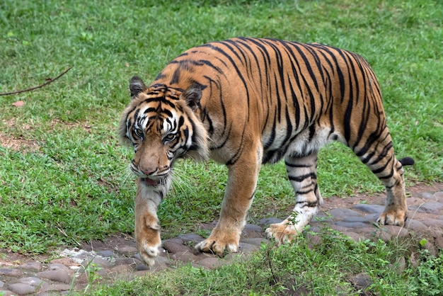 Portrait of young bengal tiger Closeup head Bengal tiger Male of Bengal tiger closeup