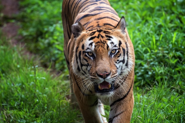 Portrait of young bengal tiger