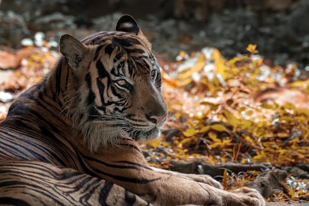 Portrait of young bengal tiger