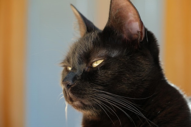 Photo portrait of a young black cat