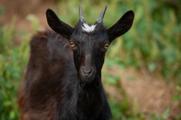 Portrait of a young black goat