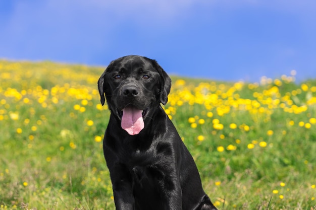 Portrait of young black labrador, backdrop of high Alpine yellow and green meadow and blue sky