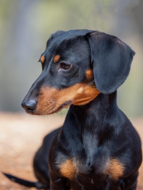 Portrait of young Black shorthaired Dachshund Ministura German purebred dog outdoors