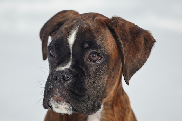 Portrait of a young boxer puppy of tiger color photo in winter on a snowy background