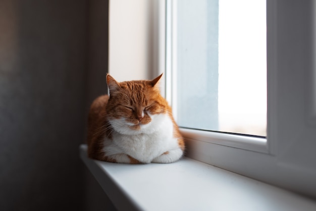 Portrait of young cute fluffy red and white cat, lying on the windowsill with eyes closed.