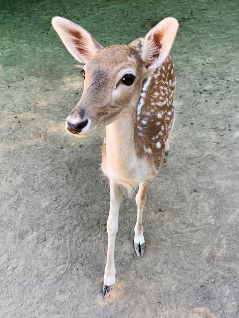 portrait of a young deer looking to the camera