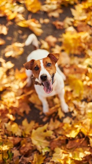 Portrait of a young dog Jack Russell