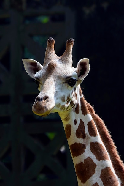 Portrait of a young giraffe in their environment