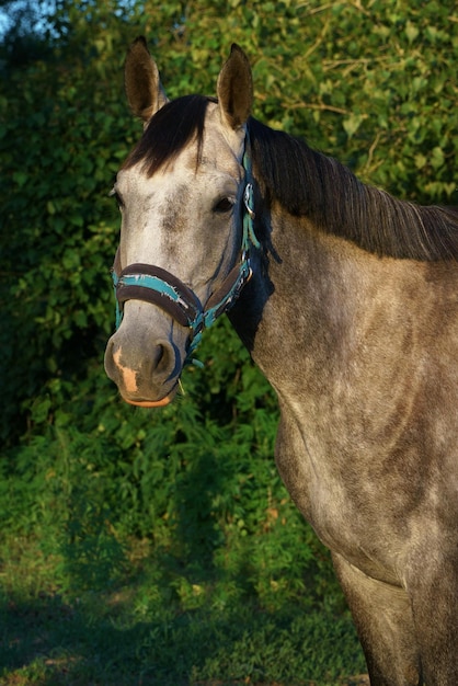 Portrait of a young gray mare of the Tersk breed