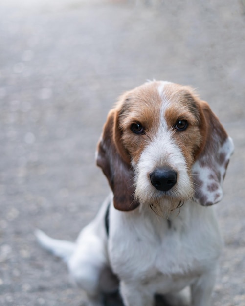 Portrait of young griffon dog puppy with crossbreed Copy space