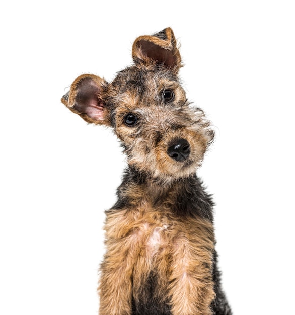 Portrait of a Young Grizzle and tan Lakeland Terrier dog sitting three months old