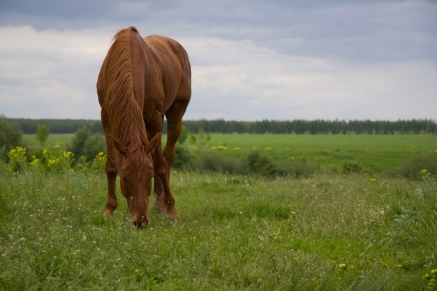 Portrait of a young horse on green background