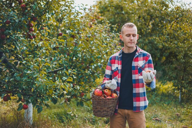 Portrait of a young male worker in a checkered shirt with a basket of apples A young worker harvests apples in an autumn orchard