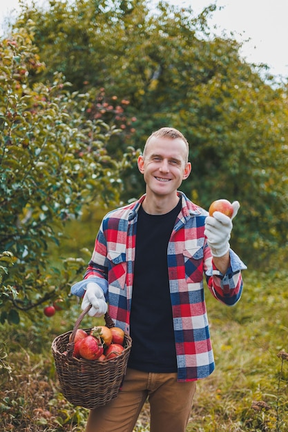 Portrait of a young male worker in a checkered shirt with a basket of apples A young worker harvests apples in an autumn orchard