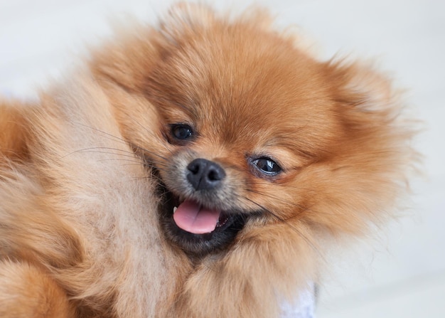 Portrait of a young orange pomeranian spitz close up