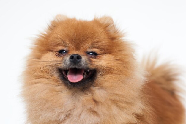 Photo portrait of a young orange pomeranian spitz close up