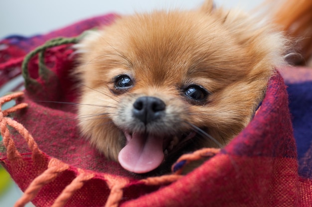 Portrait of a young orange pomeranian spitz close up