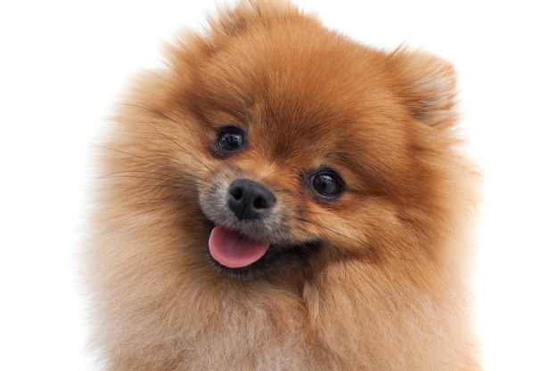 Portrait of a young orange pomeranian spitz close up