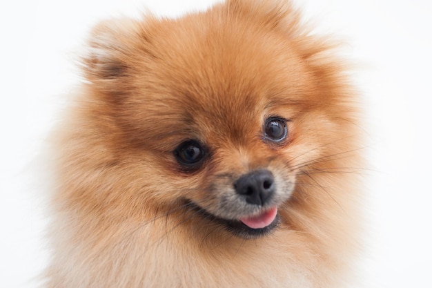 Portrait of a young orange pomeranian spitz close up