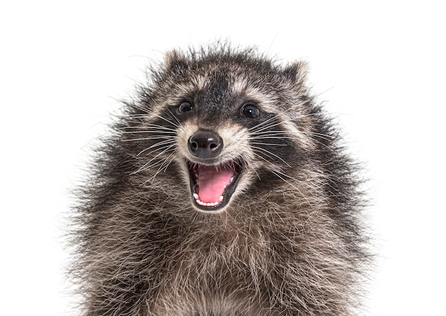 Portrait of a young raccoon mouth open. Weird expression