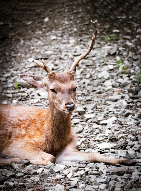 Portrait of young roe deer lying on ground Animal theme