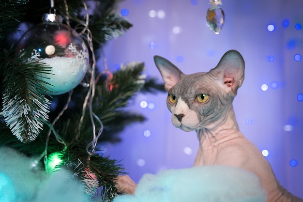 Portrait of young sphynx hairless cat sits near christmas tree against background of xmas lights hol