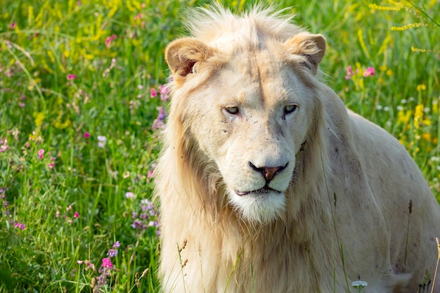 Portrait of a young white albino lion. Close-up..