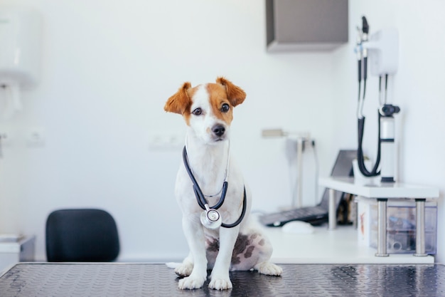 Portrait of a young white and brown dog with a stethoscope