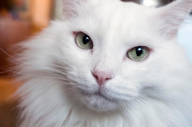 portrait of a young white cat Angora breed.