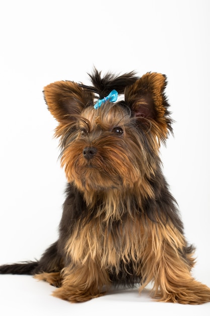 Portrait of the young Yorkshire Terrier