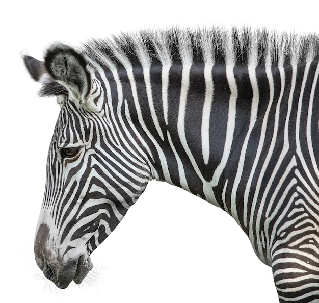 Portrait of zebra on green isolated