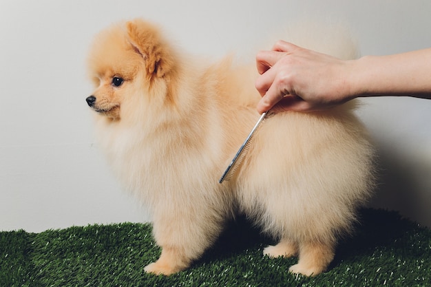 Portraite of cute fluffy puppy of pomeranian spitz. Little smiling dog on white.