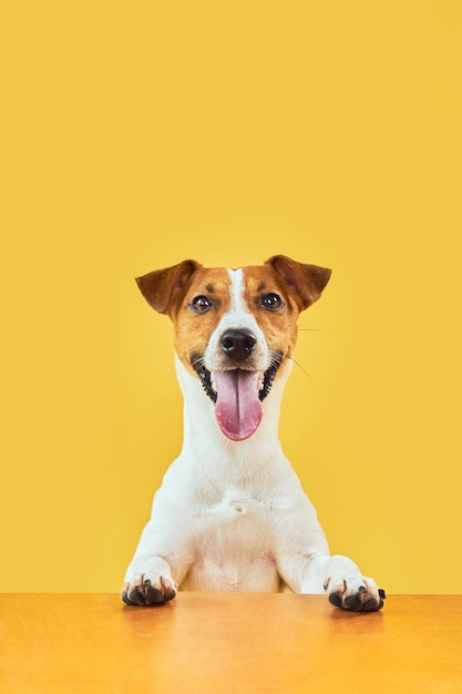 Portraite of Happy surprised dog Top of head of Jack Russell Terrier with paws up peeking over blank golden table Smiling with tongue Card template or Banner with copy space on yellow background