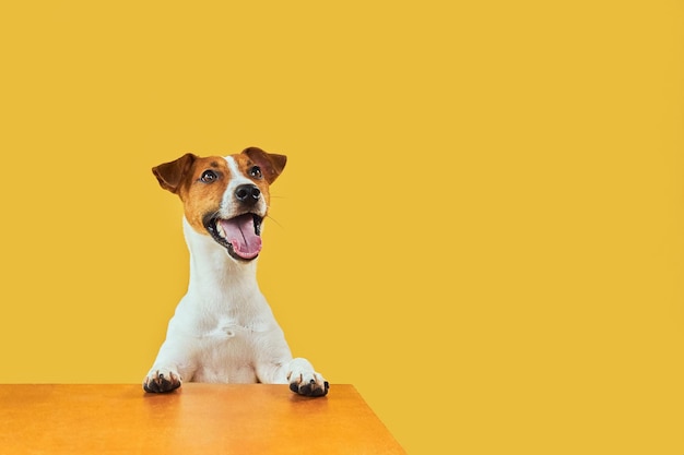 Portraite of Happy surprised dog Top of head of Jack Russell Terrier with paws up peeking over blank golden table Smiling with tongue Card template or Banner with copy space on yellow background