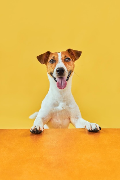 Portraite of Happy surprised dog Top of head of Jack Russell Terrier with paws up peeking over blank golden table Smiling with tongue Card template or Banner with copy space on yellow background