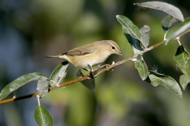 Portraits of common chiffchaff Phylloscopus collybita