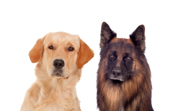 Portraits of different dogs isolated on a white background