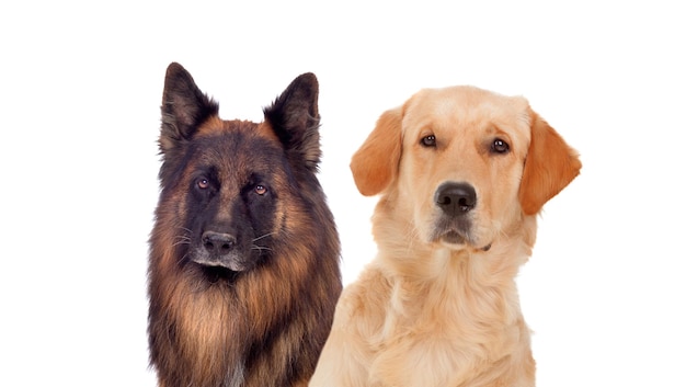 Portraits of different dogs isolated on a white background