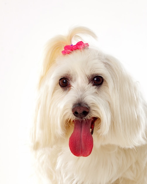 Portratit of a white dog with long hair and a pigtail