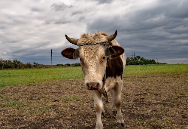 Portret of cow  in a field